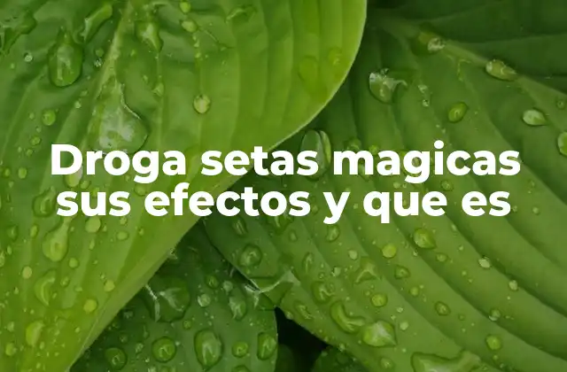 Droga Setas Magicas Sus Efectos y que es