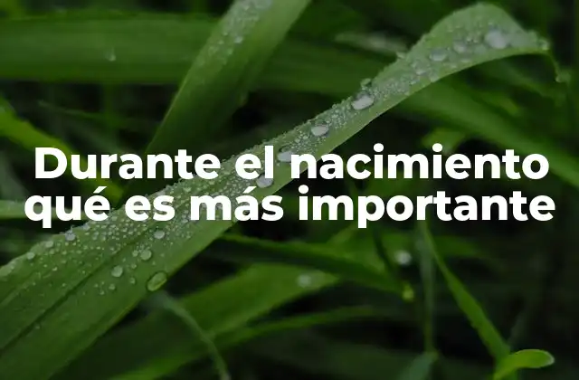 Durante el Nacimiento Qué es Más Importante