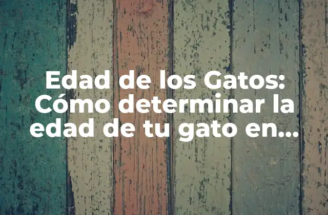 Edad de los Gatos: Cómo Determinar la Edad de Tu Gato en Años Humanos