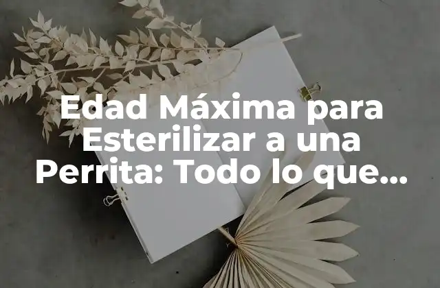 Edad Máxima para Esterilizar a una Perrita: Todo Lo que Necesitas Saber 2 ¿Por Qué es Importante Esterilizar a una Perrita?