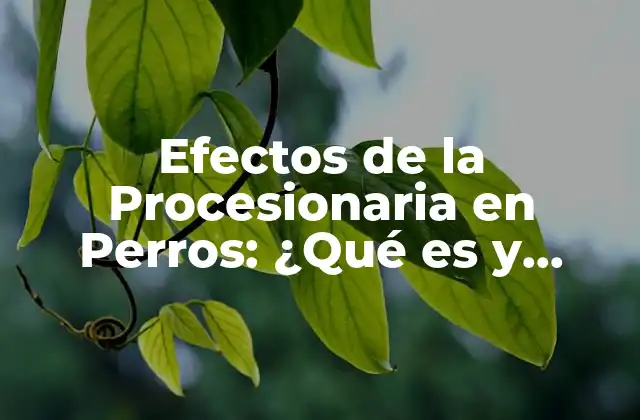 Efectos de la Procesionaria en Perros: ¿qué es y Cómo Prevenirlos?