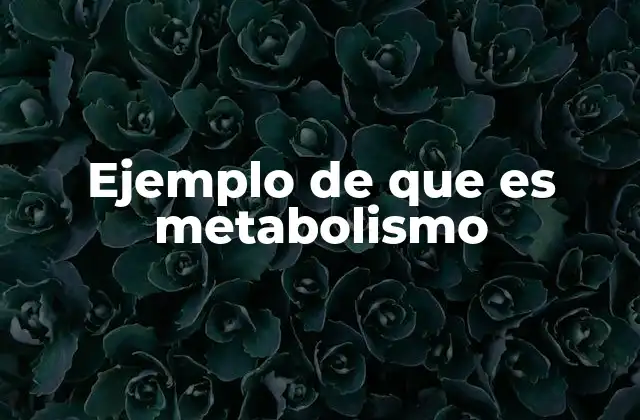Ejemplo de que es Metabolismo
