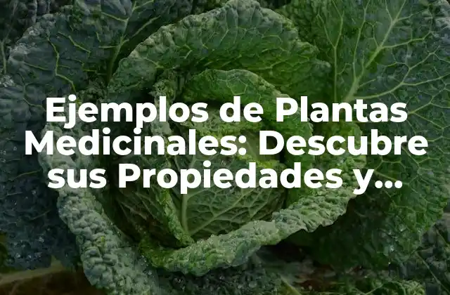 Ejemplos de Plantas Medicinales: Descubre Sus Propiedades y Beneficios