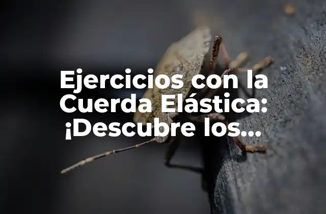 Ejercicios con la Cuerda Elástica: ¡descubre los Beneficios para Tu Salud y Fitness!