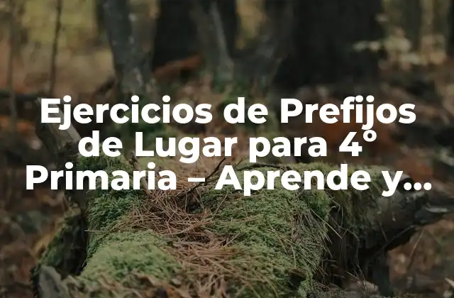 Ejercicios de Prefijos de Lugar para 4º Primaria – Aprende y Practica