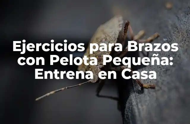 Ejercicios para Brazos con Pelota Pequeña: Entrena en Casa