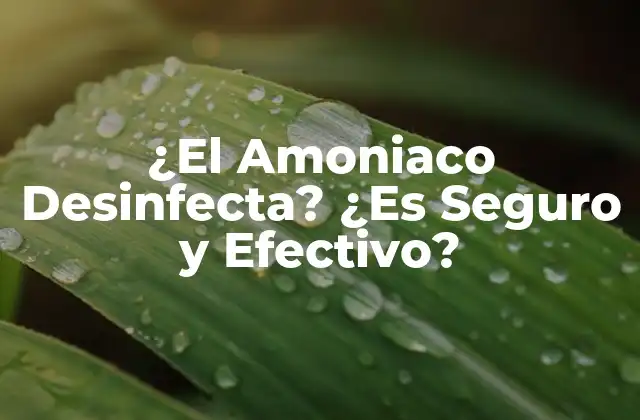 ¿el Amoniaco Desinfecta? ¿es Seguro y Efectivo?
