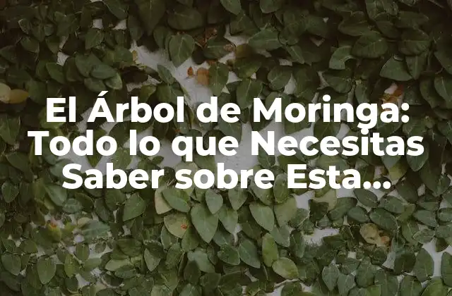 El Árbol de Moringa: Todo Lo que Necesitas Saber sobre Esta Maravillosa Planta