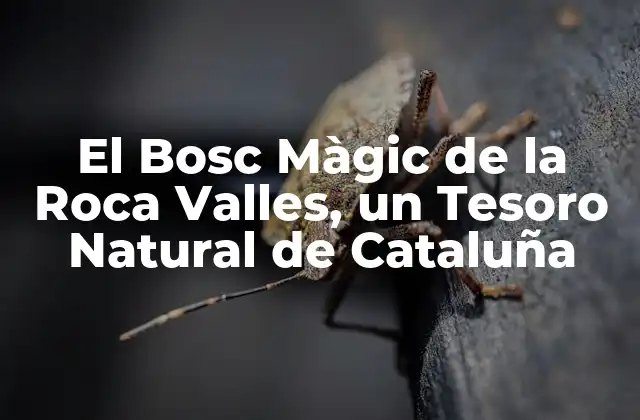 El Bosc Màgic de la Roca Valles, un Tesoro Natural de Cataluña