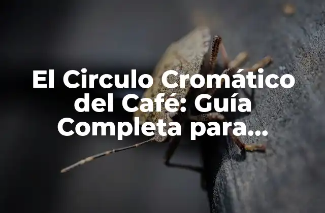 El Circulo Cromático Del Café: Guía Completa para Entender el Arte Del Sabor