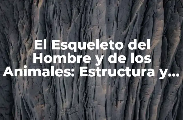 El Esqueleto Del Hombre y de los Animales: Estructura y Función