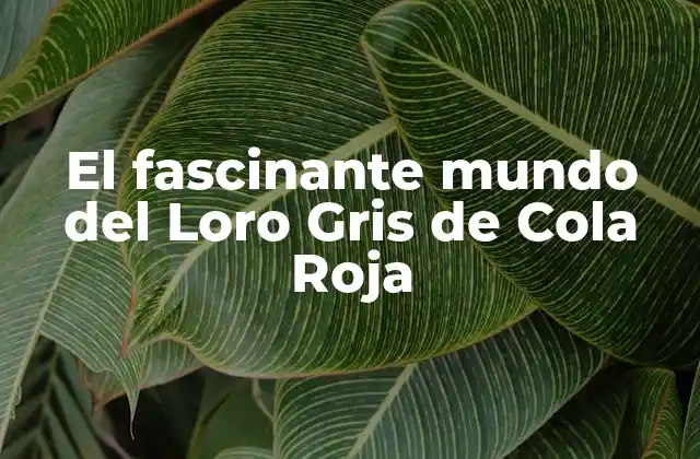 El Fascinante Mundo Del Loro Gris de Cola Roja