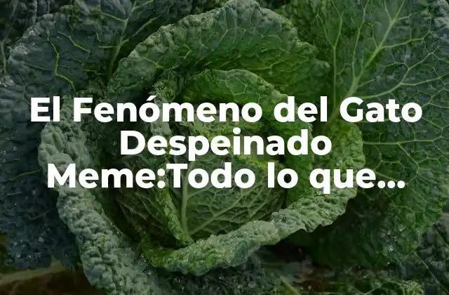 El Fenómeno Del Gato Despeinado Meme:todo Lo que Necesitas Saber