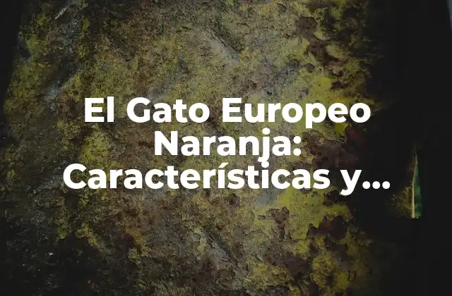El Gato Europeo Naranja: Características y Cuidado