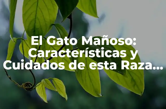 El Gato Mañoso: Características y Cuidados de Esta Raza Felina
