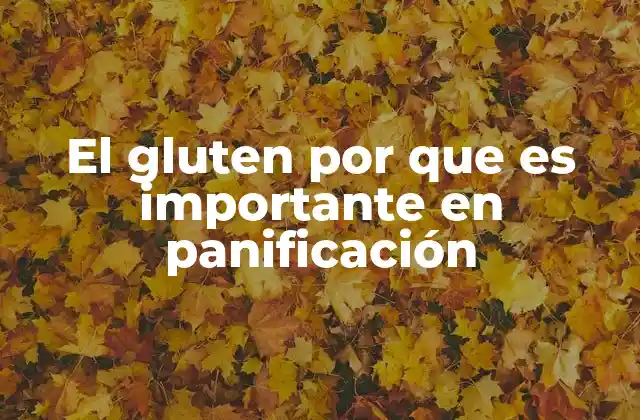 El Gluten por que es Importante en Panificación 2 El papel del gluten en la estructura y textura del pan