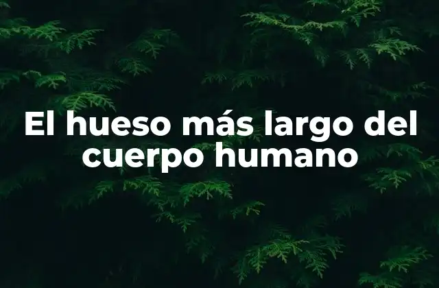 El Hueso Más Largo Del Cuerpo Humano
