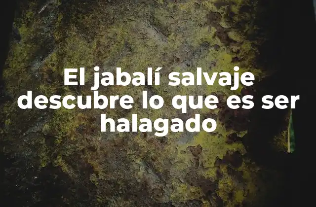 El Jabalí Salvaje Descubre Lo que es Ser Halagado