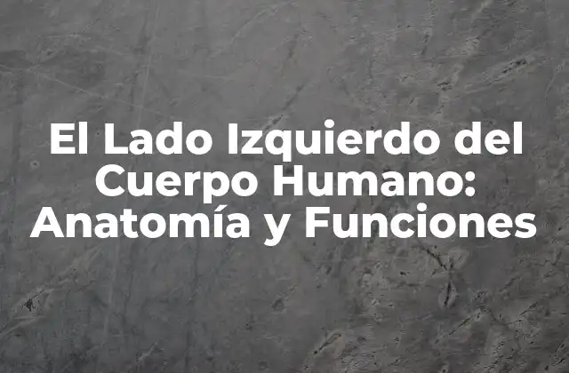 El Lado Izquierdo Del Cuerpo Humano: Anatomía y Funciones