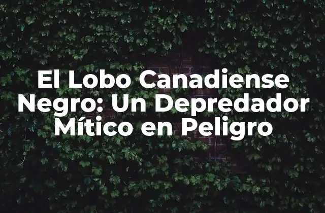 El Lobo Canadiense Negro: un Depredador Mítico en Peligro