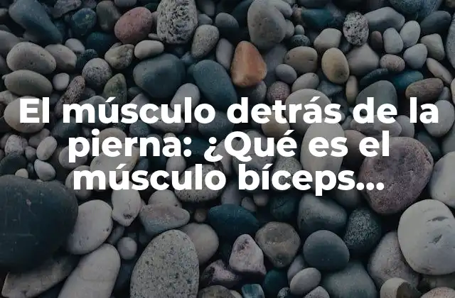 El Músculo Detrás de la Pierna: ¿qué es el Músculo Bíceps Femoral?