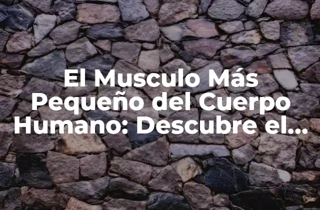 El Musculo Más Pequeño Del Cuerpo Humano: Descubre el Stapedio