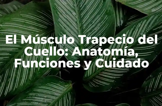 El Músculo Trapecio Del Cuello: Anatomía, Funciones y Cuidado