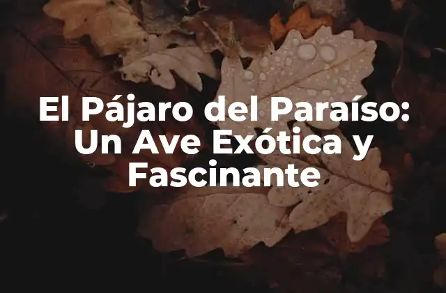El Pájaro Del Paraíso: un Ave Exótica y Fascinante
