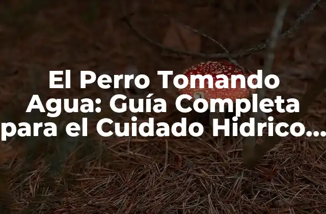 El Perro Tomando Agua: Guía Completa para el Cuidado Hidrico de Tu Mascota