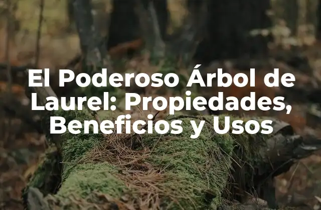 El Poderoso Árbol de Laurel: Propiedades, Beneficios y Usos