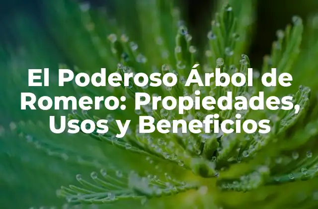 El Poderoso Árbol de Romero: Propiedades, Usos y Beneficios