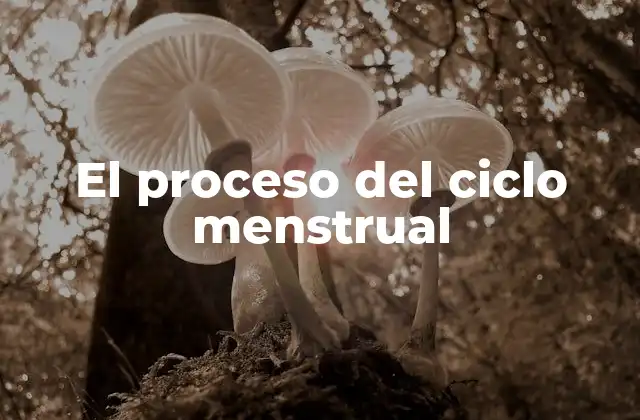 El Proceso Del Ciclo Menstrual