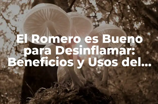 El Romero es Bueno para Desinflamar: Beneficios y Usos Del Romero para la Salud