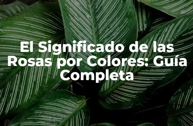 El Significado de las Rosas por Colores: Guía Completa
