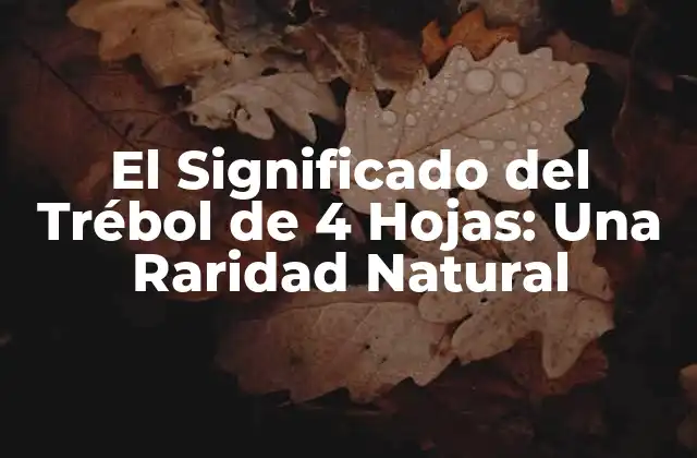 El Significado Del Trébol de 4 Hojas: una Raridad Natural