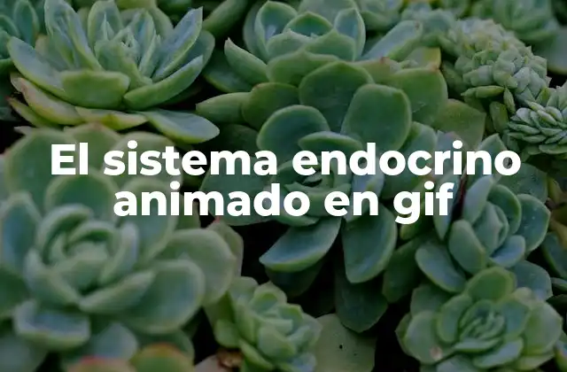 El Sistema Endocrino Animado en Gif