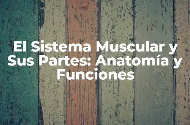 El Sistema Muscular y Sus Partes: Anatomía y Funciones 2 ¿Cuáles son las funciones del sistema muscular?