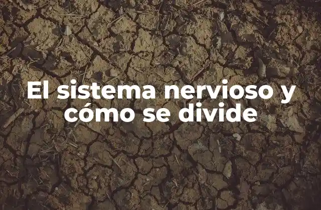 El Sistema Nervioso y Cómo Se Divide