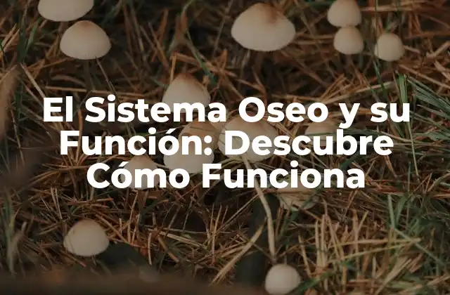El Sistema Oseo y Su Función: Descubre Cómo Funciona