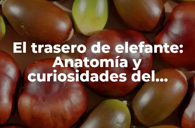 El Trasero de Elefante: Anatomía y Curiosidades Del Cuerpo Del Elefante