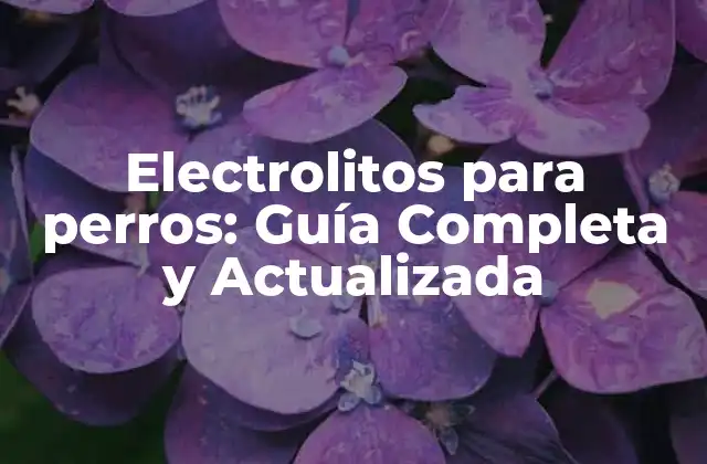 Electrolitos para Perros: Guía Completa y Actualizada