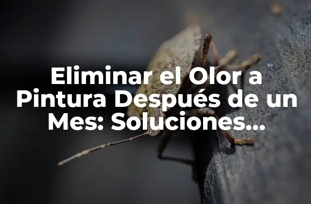 Eliminar el Olor a Pintura Después de un Mes: Soluciones Efectivas