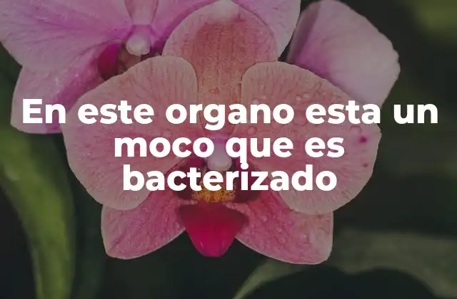 En Este Organo Esta un Moco que es Bacterizado 2 La importancia del moco en la defensa del cuerpo