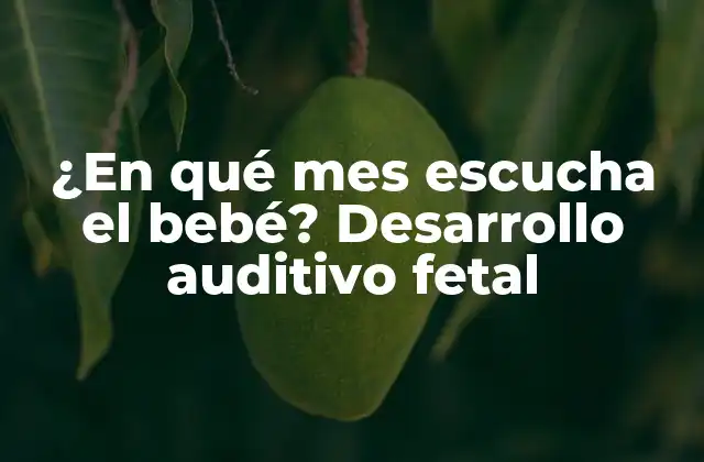 ¿en Qué Mes Escucha el Bebé? Desarrollo Auditivo Fetal