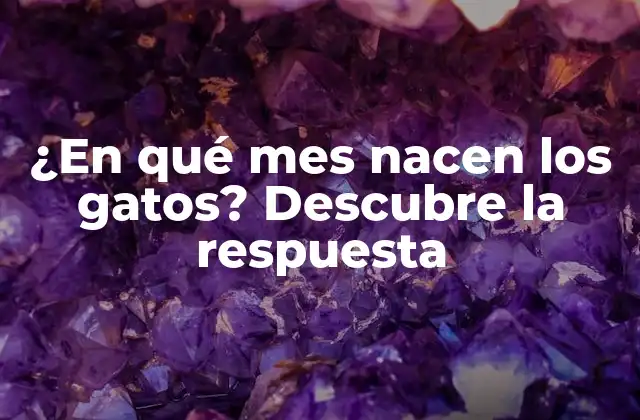 ¿en Qué Mes Nacen los Gatos? Descubre la Respuesta