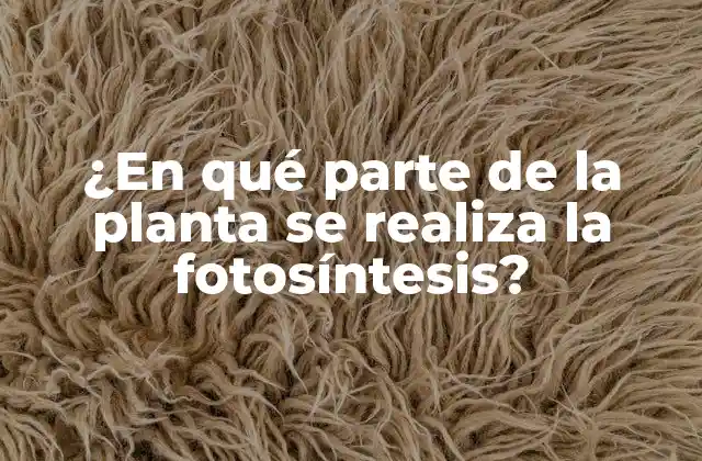 ¿en Qué Parte de la Planta Se Realiza la Fotosíntesis?