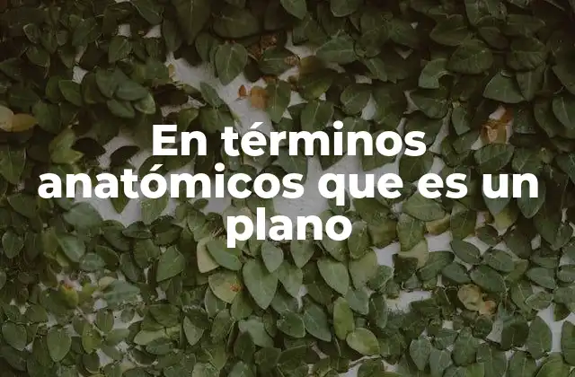 En Términos Anatómicos que es un Plano