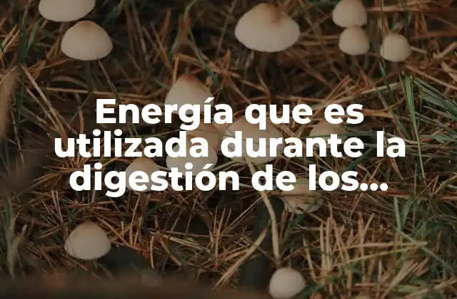 Energía que es Utilizada durante la Digestión de los Alimentos