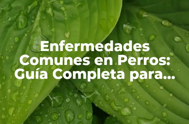 Enfermedades Comunes en Perros: Guía Completa para Propietarios de Perros