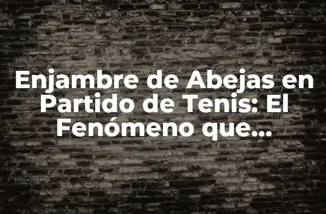 Enjambre de Abejas en Partido de Tenis: el Fenómeno que Conmocionó Al Mundo Del Deporte